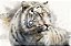 Tigre Branco em Aquarela - Imagem 2