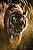Tigre na Taiga - Imagem 2