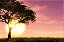 Pôr do Sol na Savana - Imagem 2