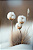 Flor de Inverno - Imagem 2