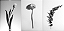Arte Flor P&B Trio - Imagem 2