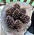 Pinha Natural - Imagem 3