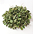 Chá de Moringa - Imagem 1