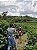 Experiência de imersão em fazenda de café - Imagem 9
