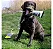 Kong Bunji High-Viz Bumper Assorted M - CORES SORTIDAS - Imagem 3