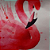 Duo Fronhas de Cetim Flamingo Queen Size 50x70 Anti Frizz - Soulta - Imagem 3