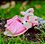 Sandalia avarca pink - Imagem 2