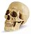 Mini Crânio Decorativo Articulado Halloween - 12cm x 14cm - 1 Unidade - Imagem 1