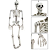 Esqueleto Articulado Halloween - 90cm - Imagem 1