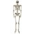 Esqueleto Articulado Tamanho Real 163cm Halloween - Imagem 6