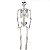 Esqueleto Articulado Tamanho Real 165cm Halloween - Imagem 1