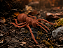 Formiga Grande de Borracha Realista Halloween 13cm - 1 Unidade - Imagem 1