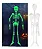 Esqueleto Decorativo de Parede Halloween Brilha no Escuro 25cm – 2 Unidades - Imagem 1