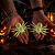 Kit com 4 Aranhas Brilha no Escuro – Decoração de Halloween - Imagem 1