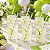 Canudo De Papel Biodegradável Laranja Listrado - 6x200 mm - 12 Unidades - Imagem 1