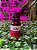 Acelerador de Cola Navina - 20ml - Imagem 1
