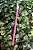 Pincel Gloss Rosa/Pink - 1 un. - Imagem 1