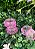 Potinho acrílico com tampa - rosa / transparente - Imagem 1