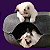 Cama para Gatos e Pets Túnel em Feltro com Zíper - Grande - Imagem 4