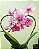 Orquidea Coração - Imagem 1