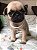FILHOTE FEMEA DE PUG - Imagem 2
