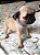 FILHOTE FEMEA DE PUG - Imagem 3