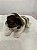 FILHOTE MACHO DE SHIH-TZU PREMIUM - Imagem 2