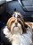 FILHOTE MACHO DE SHIH-TZU PREMIUM - Imagem 7