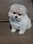 FILHOTE MACHO DE SPITZ ALEMÃO - LULU DA POMERÂNIA - Imagem 1