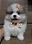 FILHOTE MACHO DE SPITZ ALEMÃO - LULU DA POMERÂNIA - Imagem 3
