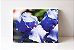 Quadro em Canvas Iris unguicularis claras ou roxas - Imagem 1