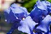 Quadro em Canvas Iris unguicularis claras ou roxas - Imagem 2