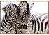 Quadro em Canvas Zebra - Imagem 3