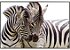 Quadro em Canvas Zebra - Imagem 4