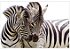 Quadro em Canvas Zebra - Imagem 2