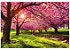 Quadro em Canvas Primavera Cerejeira - Imagem 2