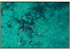 Quadro em Canvas Golfinhos 2 - Imagem 3