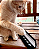 Pulseira de Prata 950 - Gatos - Imagem 5