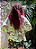 Kimono Raio que o parta - Imagem 1