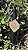 Repelente Natural - Imagem 1