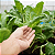 Fertilizante Donna Flora Hortaliças 4x1 Crescimento Saudável - Imagem 6