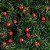 Cordão de Led 127v Cerejinha Vermelha Pisca-Pisca Fio verde - Imagem 3