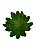 Suculenta Verde 12cm - Imagem 1