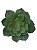 Folhagem Suculenta Verde 11cm - Imagem 1