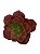 Folhagem Suculenta Frosted Vermelho verde 9 cm - Imagem 1