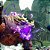 Jogo Monster Hunter World (Seminovo) - PS4 - Imagem 2