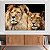 Quadro Decorativo Canvas Animais Selvagens Casal Leão e Leoa Imponentes Horizontal - Imagem 4