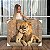 Quadro Decorativo Canvas Animais Selvagens Amor de Leão Pai e Filho Horizontal - Imagem 1