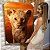 Quadro Decorativo Canvas Animal Selvagem Leão Filhote ao Entardecer Vertical - Imagem 6