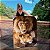 Quadro Decorativo Canvas Animais Selvagens Amor de Casal Leão e Leoa Vertical - Imagem 2